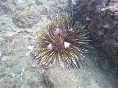 Astropyga pulvinata