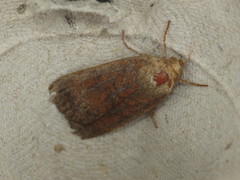 Noctua interjecta