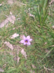 Sisyrinchium platense