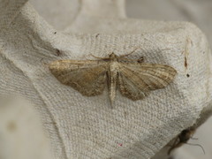 Eupithecia simpliciata
