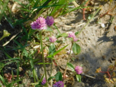 Gomphrena nitida