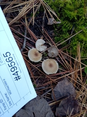 Clitocybe brunneoceracea