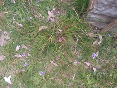 Sisyrinchium platense