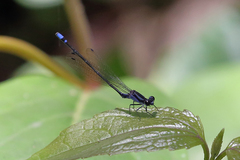Argia modesta