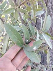 Quercus peninsularis