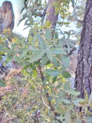 Quercus peninsularis