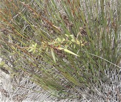 Astephanus triflorus
