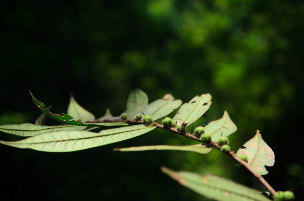 Eurya ciliata (Eurya ciliata)