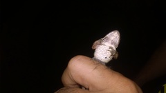 Rana latastei