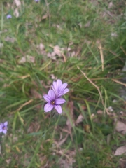 Sisyrinchium platense