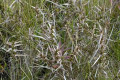 Dulichium arundinaceum