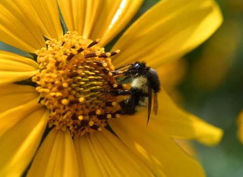 Photo of Weis' Bumble Bee (Bombus weisi)