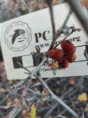 Rhus aromatica simplicifolia