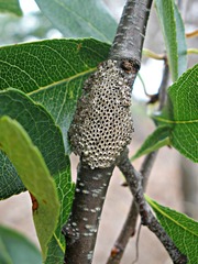 Malacosoma americana