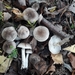 Tricholoma cingulatum - Photo (c) Walter Wimmer, alguns direitos reservados (CC BY-NC), uploaded by Walter Wimmer