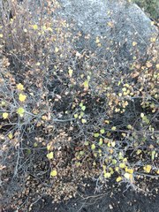 Rhus aromatica simplicifolia