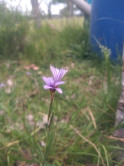 Sisyrinchium platense