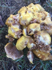 Desarmillaria caespitosa image