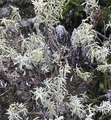 Castilleja grisea