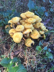 Desarmillaria caespitosa image