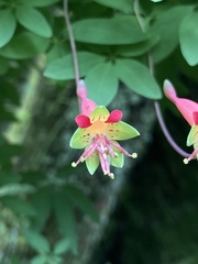 Tropaeolum pentaphyllum