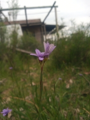 Sisyrinchium platense