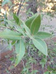 Quercus peninsularis