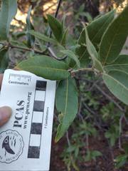 Quercus peninsularis