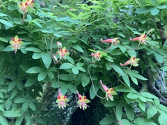 Tropaeolum pentaphyllum