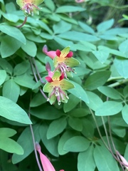 Tropaeolum pentaphyllum