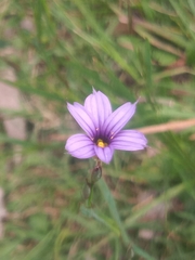 Sisyrinchium platense