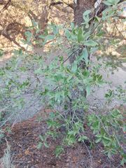 Quercus peninsularis