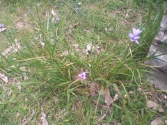Sisyrinchium platense