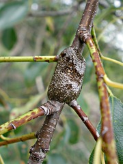Malacosoma americana