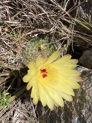 Parodia concinna