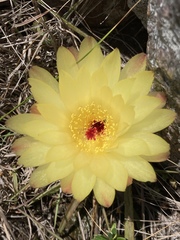 Parodia concinna
