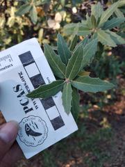 Quercus peninsularis