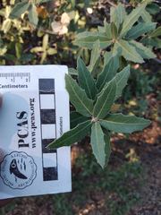 Quercus peninsularis