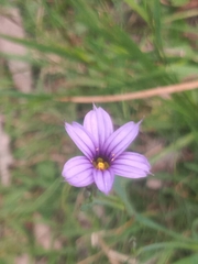 Sisyrinchium platense