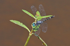 Micrathyria hesperis