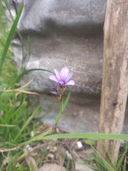 Sisyrinchium platense