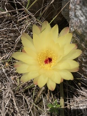 Parodia concinna