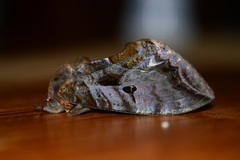 Eudocima serpentifera