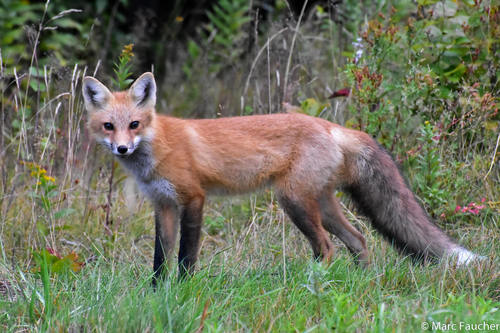 Red Fox photographed in Maine
