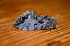 Eudocima serpentifera