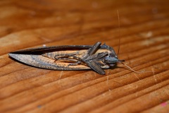 Eudocima serpentifera