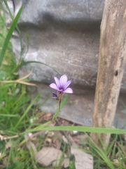 Sisyrinchium platense