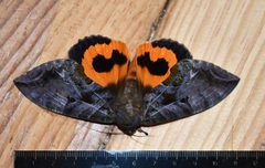 Eudocima serpentifera