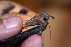 Eudocima serpentifera