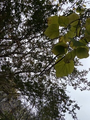 Catalpa